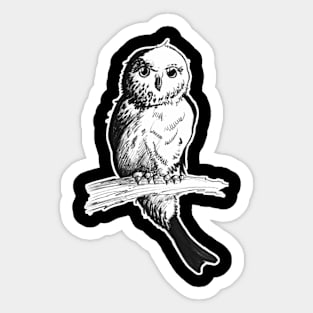 elf owl - vintage style wildlife inspired art Sticker